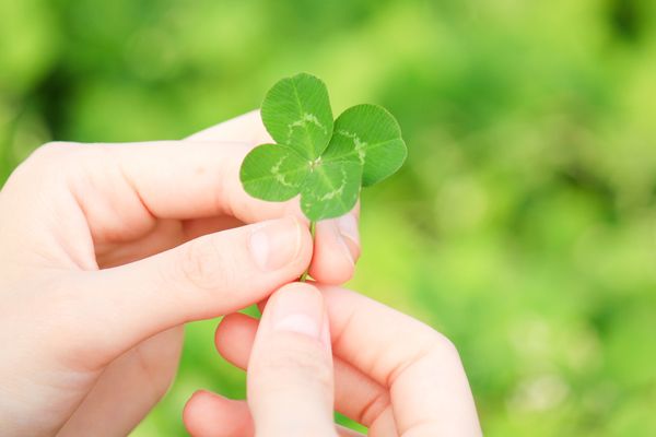 Hand holding four leaf clover