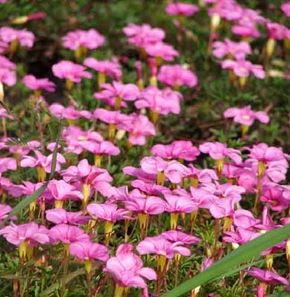 Four O Clock Marvel Of Peru Profile Of An Annual Flower Howstuffworks