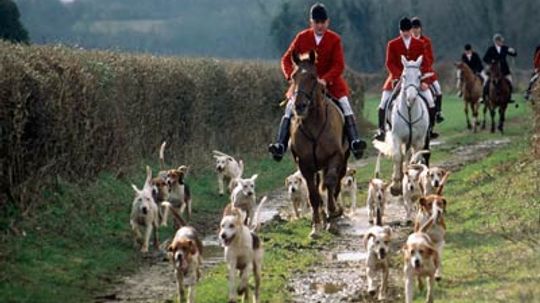 What's so bad about fox hunting?