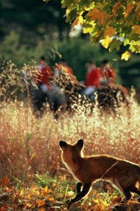 fox hides in brush with hunters in background