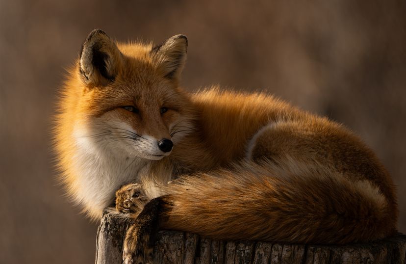 fox