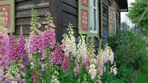 Foxglove: The Beautiful Bloom That's Good (and Bad) for Your Heart - Vimarsana News