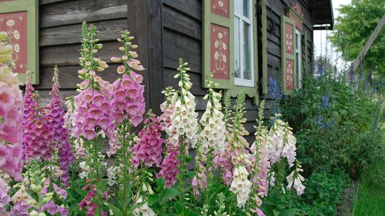 FoxGlove：美丽的绽放为你的心脏很好（和坏）“border=