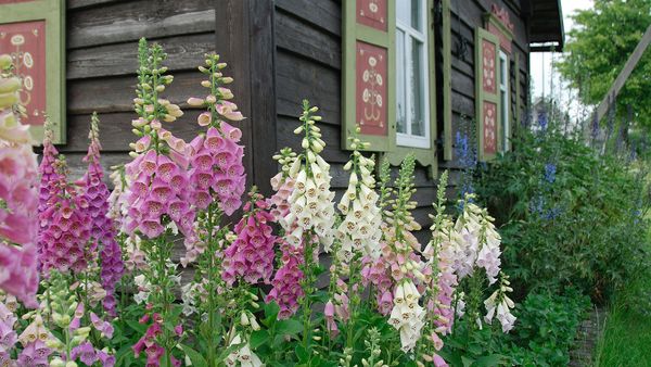 foxgloves