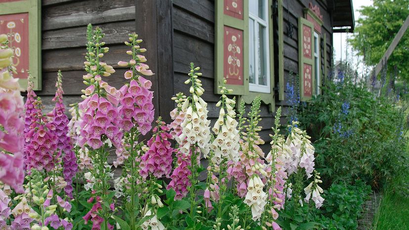 Foxglove flowers in a small garden in front of a rustic cottage.&nbsp;