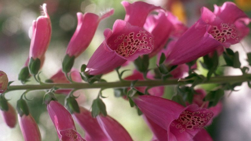 A closeup of a foxglove flower.&nbsp;