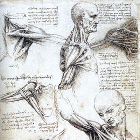 Leonardo da Vinci studies human biomechanics.