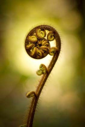 Curled fern leaf