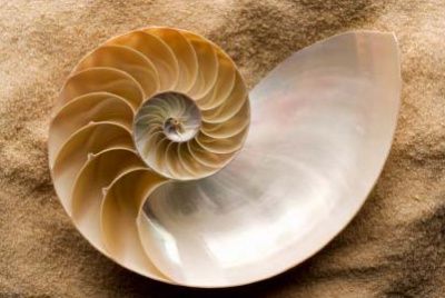 Chambered nautilus shell