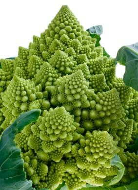 Romanesco broccoli