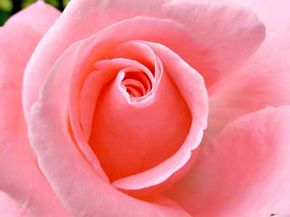 The grandiflora rose is a cross that produceslong stems and beautiful blooms.