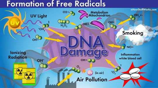 How Free Radicals Affect Your Body