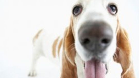 How to Treat Your Dog's Bad Breath