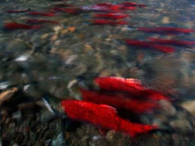 Underwater wildlife in a sea of nature.