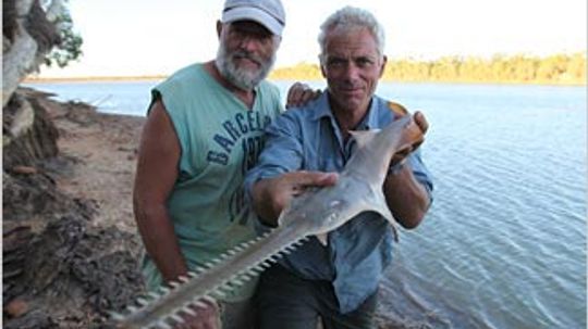 Freshwater Sawfish  River Monsters