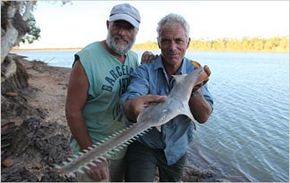 Freshwater Sawfish