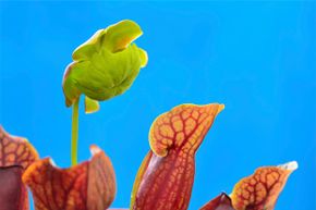 Nature, in this case pitcher plants, proves to be the inspiration of science once again. Scientists have been studying the carnivorous plants, hoping to replicate their slippery surfaces.