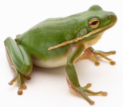 Green tree frog (Hylidae cinerea)