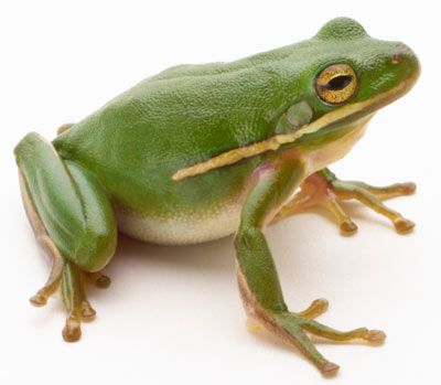 New Species of Glass Frog Is So Transparent You Can See Its Heart