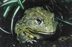 New Species of Glass Frog Is So Transparent You Can See Its Heart