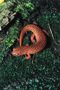 This northern red salamander (Pseudotriton rubber rube) has a tail, which differentiates it from frogs.