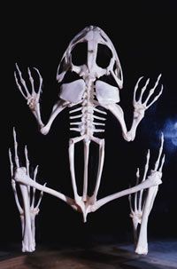 frog skeleton