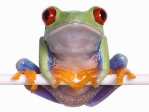 This red eyed frog (Agalychnis callidryas) has large, bulging eyes near the top of its head.