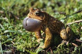 Frogs call by inflating their vocal sacs.