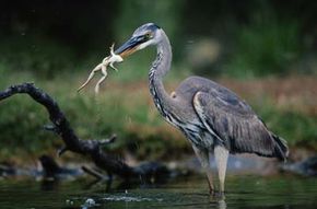A great blue heron eating a frog