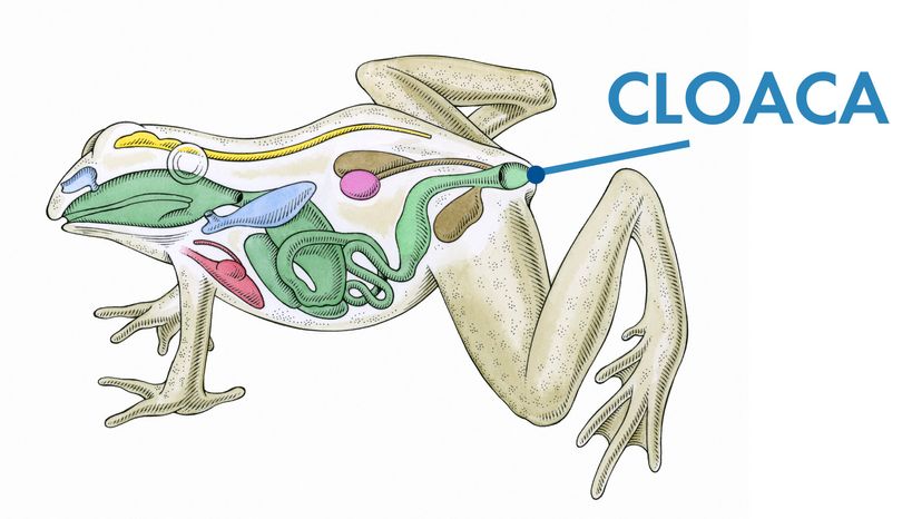 cloaca