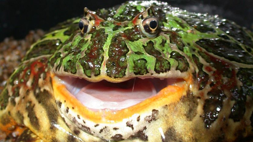Pacman frog, South American horned frog