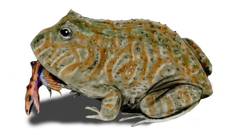 Experts theorize that the Beelzebufo's diet included small crocodylians and baby dinosaurs. CC Nobu Tamura