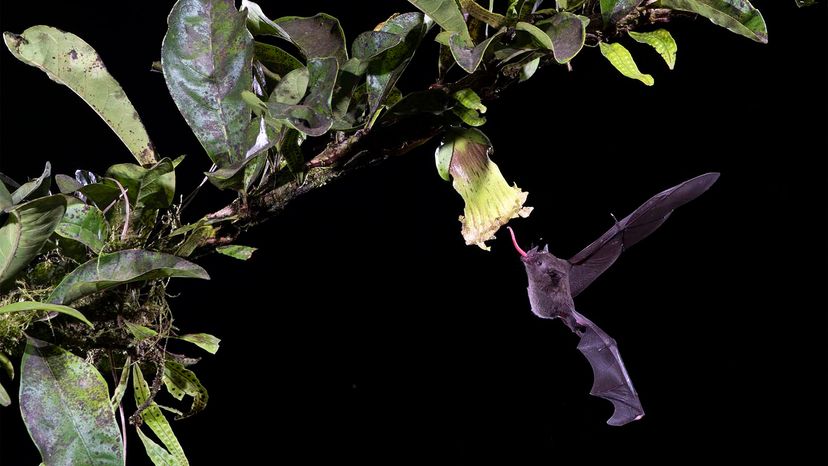 short-tailed fruit bat