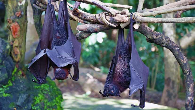 fruit bats bali indonesian