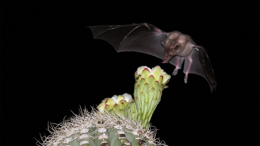 long-nosed bats