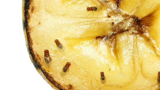 How to Get Rid of Fruit Flies