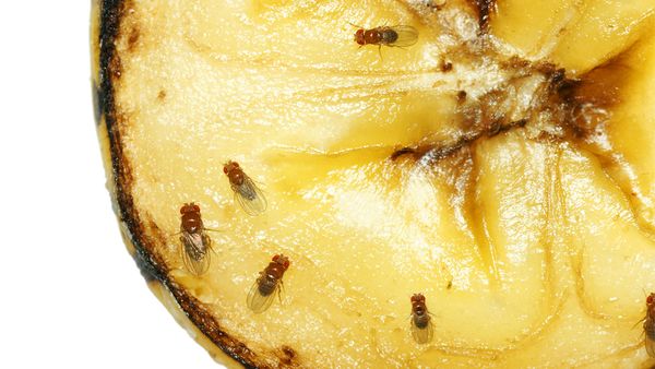 Fruit Flies: The Science Superstars You Want Gone From Your