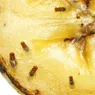 How to Get Rid of Fruit Flies