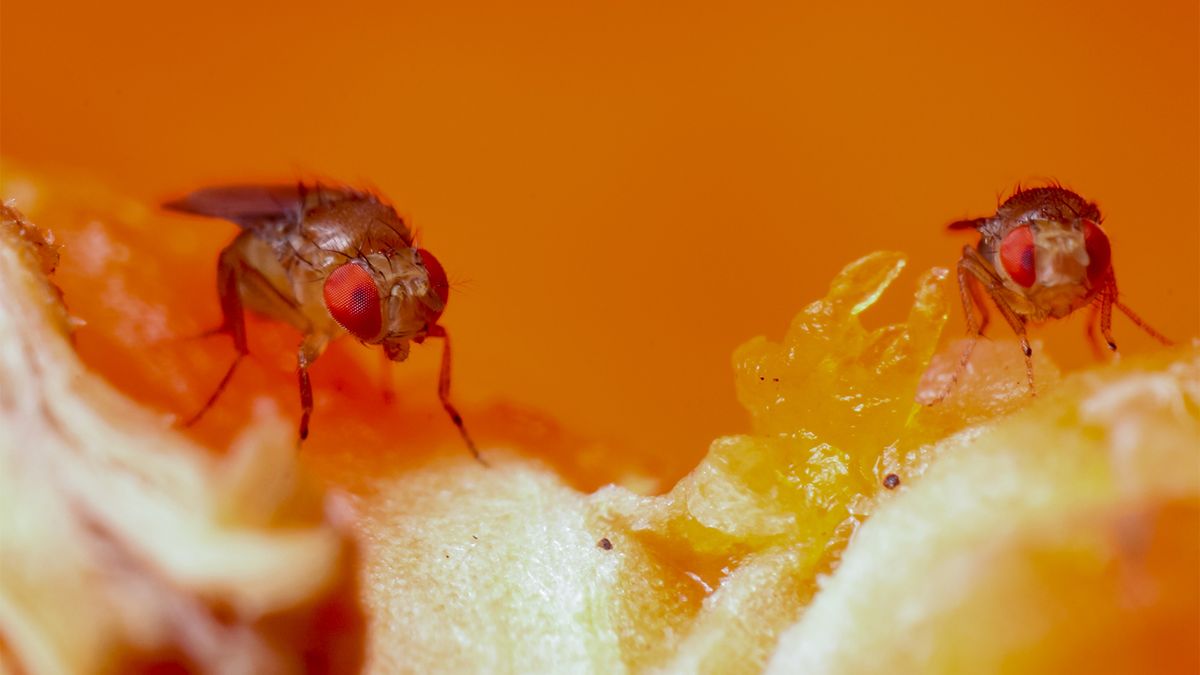 The Seasonal Fruit Fly Epidemic - and How to Oust Them!