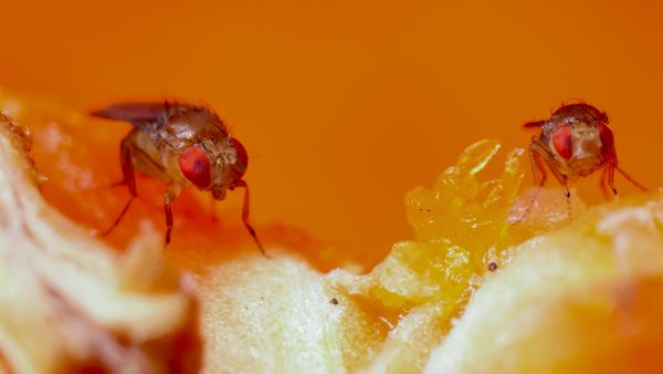 Fruit fly details (Drosophila)	
