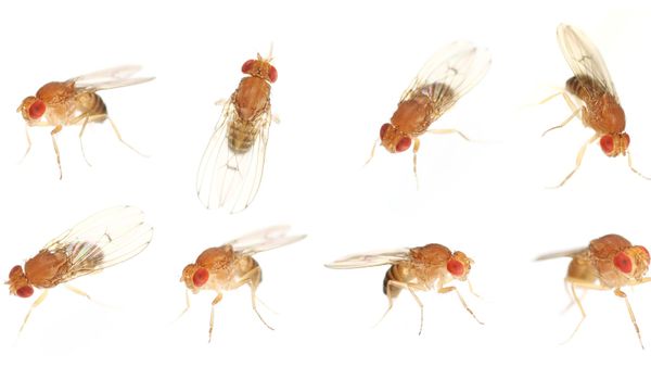 fruit flies