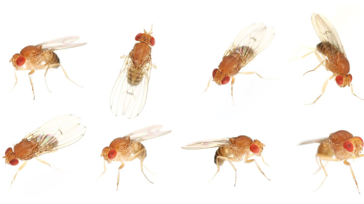 How to Get Rid of Fruit Flies and Gnats in Your House