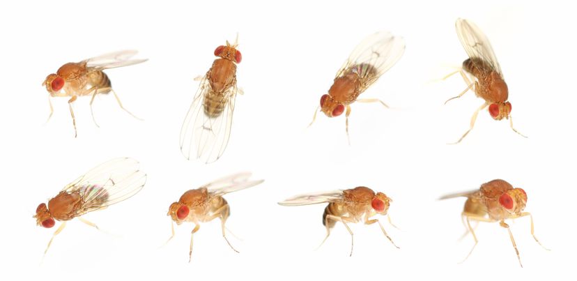 Prevent infestation with Vinegar Flies, avoid the risk of having Drosophila  Melanogaster in your home