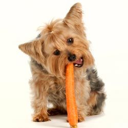 Just like rabbits, most dogs love carrots.
