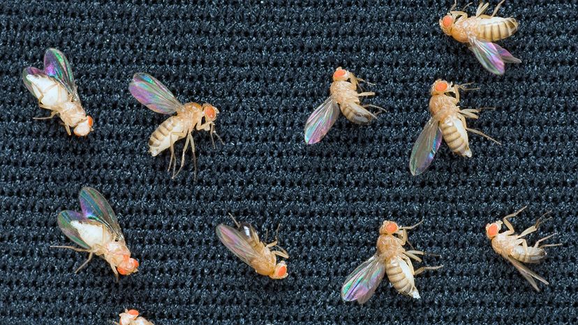 The Weirdest Things We've Done to Fruit Flies