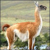 guanaco