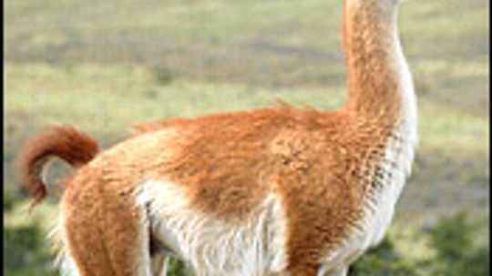 Guanaco