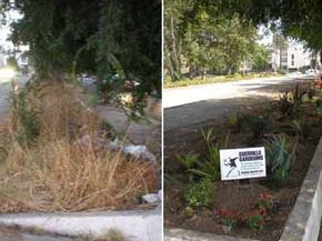 This before-and-after shot shows a median prior to guerrilla gardening and after. With time -- and a little watering and weeding -- the plants will grow into a luscious garden.