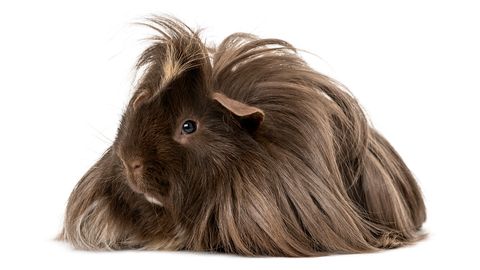 The Joys of Living With Guinea Pigs - Vimarsana News