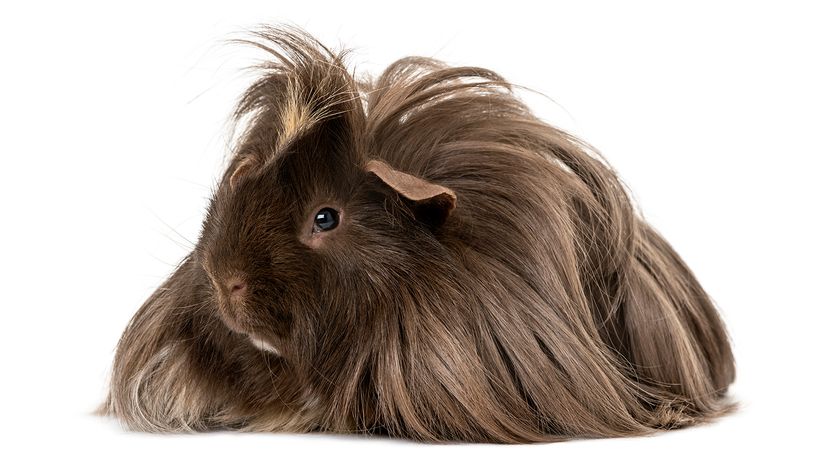 long-haired Texel guinea pig